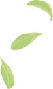 Simple composition of abstract green leaves